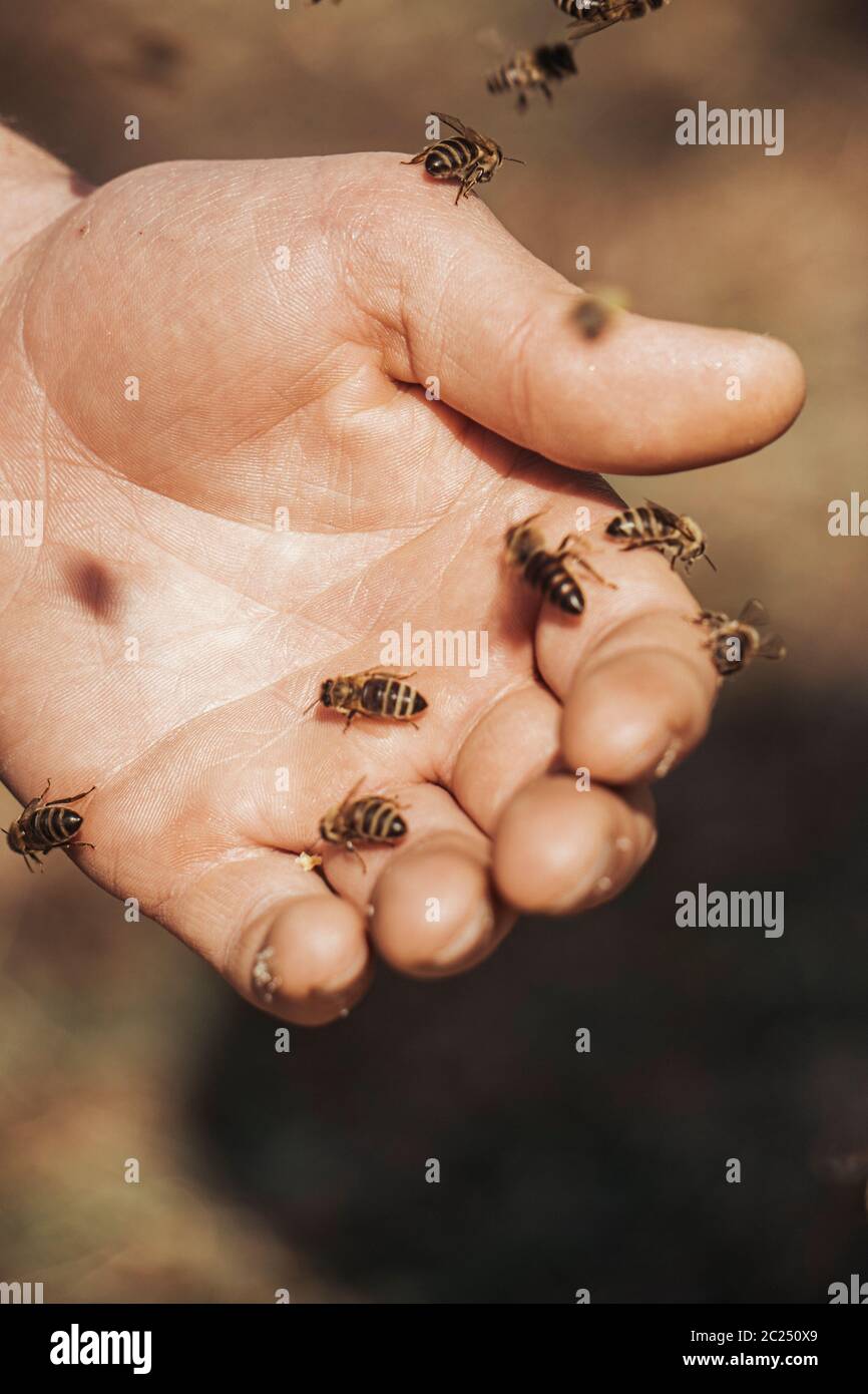 Honigbienen in den Händen eines Bienenvolksteils Stockfoto