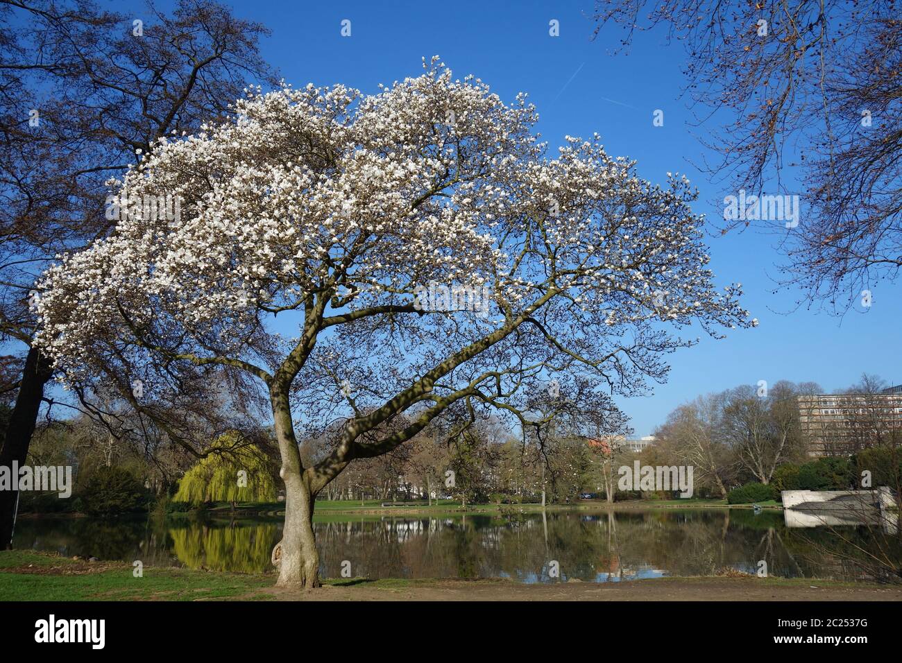 Magnolie Stockfoto