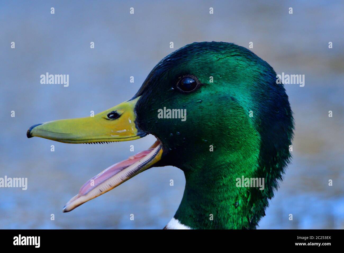 Porträt eines männlichen Stockenten Stockfoto