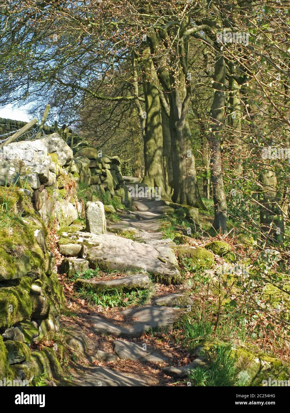 Ein langer schmaler Weg entlang einer moosbedeckten Steinmauer mit aufkeimenden Frühlingswaldbäumen und blauem Himmel im colden Tal westlich y Stockfoto