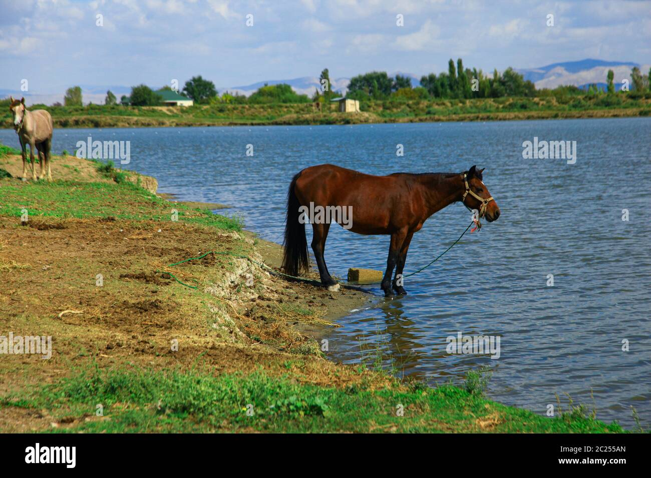 Das braune Pferd steht in der Nähe des Sees Stockfoto