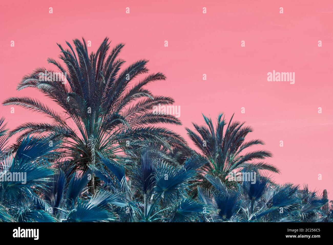 Surrealistische abstrakte Palmen gegen rosa Himmel Stockfoto