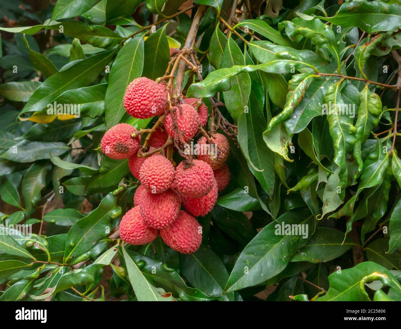 Reife Lychee Früchte auf Baum bereit zum Pflücken Stockfoto