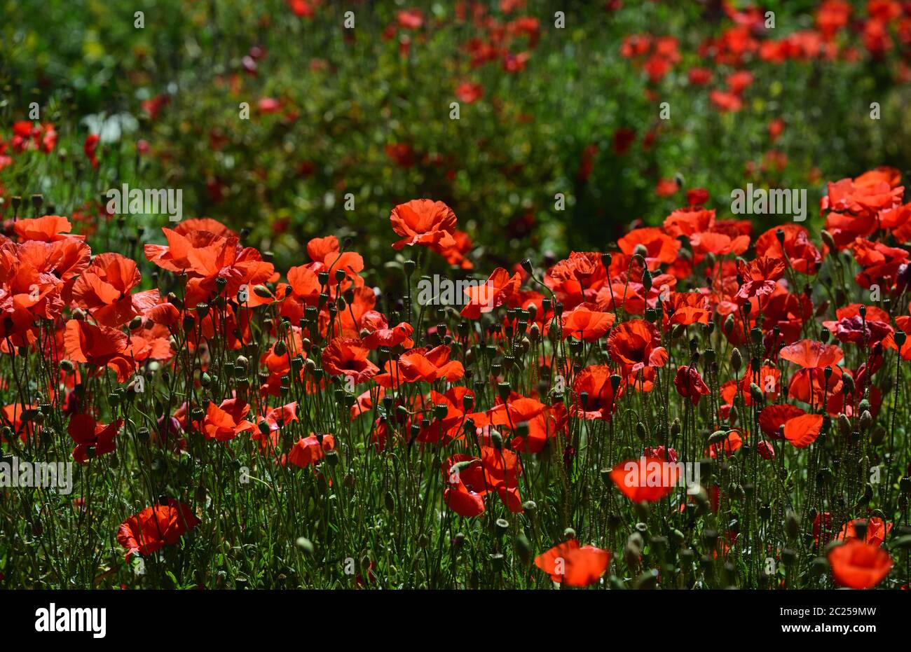 Ein Feld mit blühenden roten Wildmohn im Sommer in Bayern Stockfoto