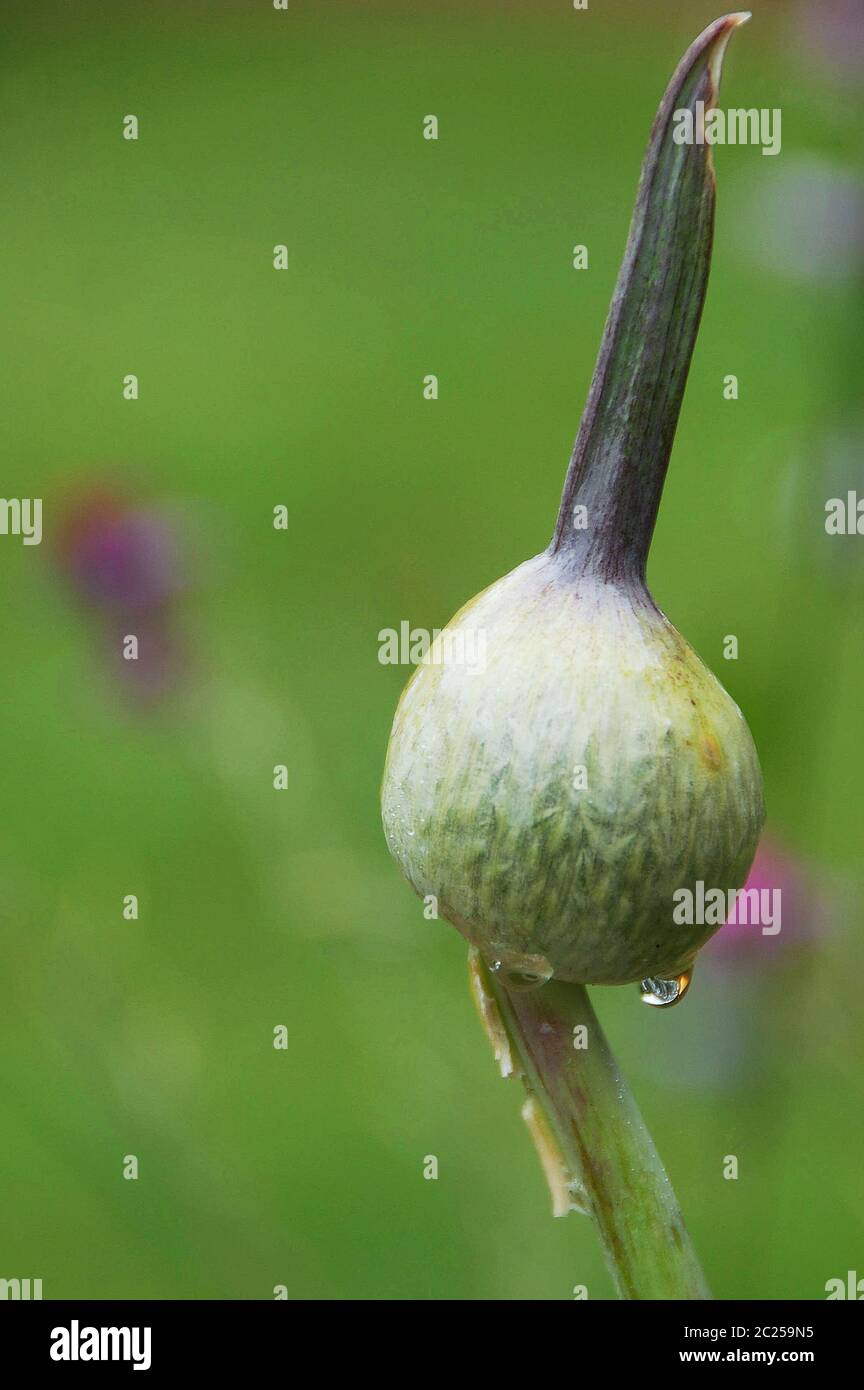 Allium 'Summer Drummer' im Bud mit Regentropfen. Stockfoto