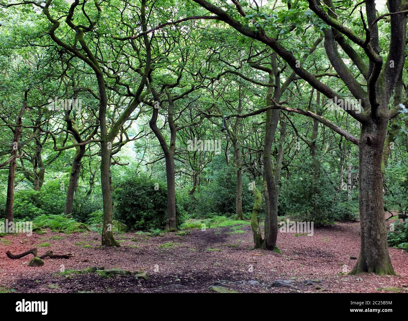 Clearing an einer Eiche Wald Wald mit grüner Sommer Bäume und Laub und Sträuchern Stockfoto