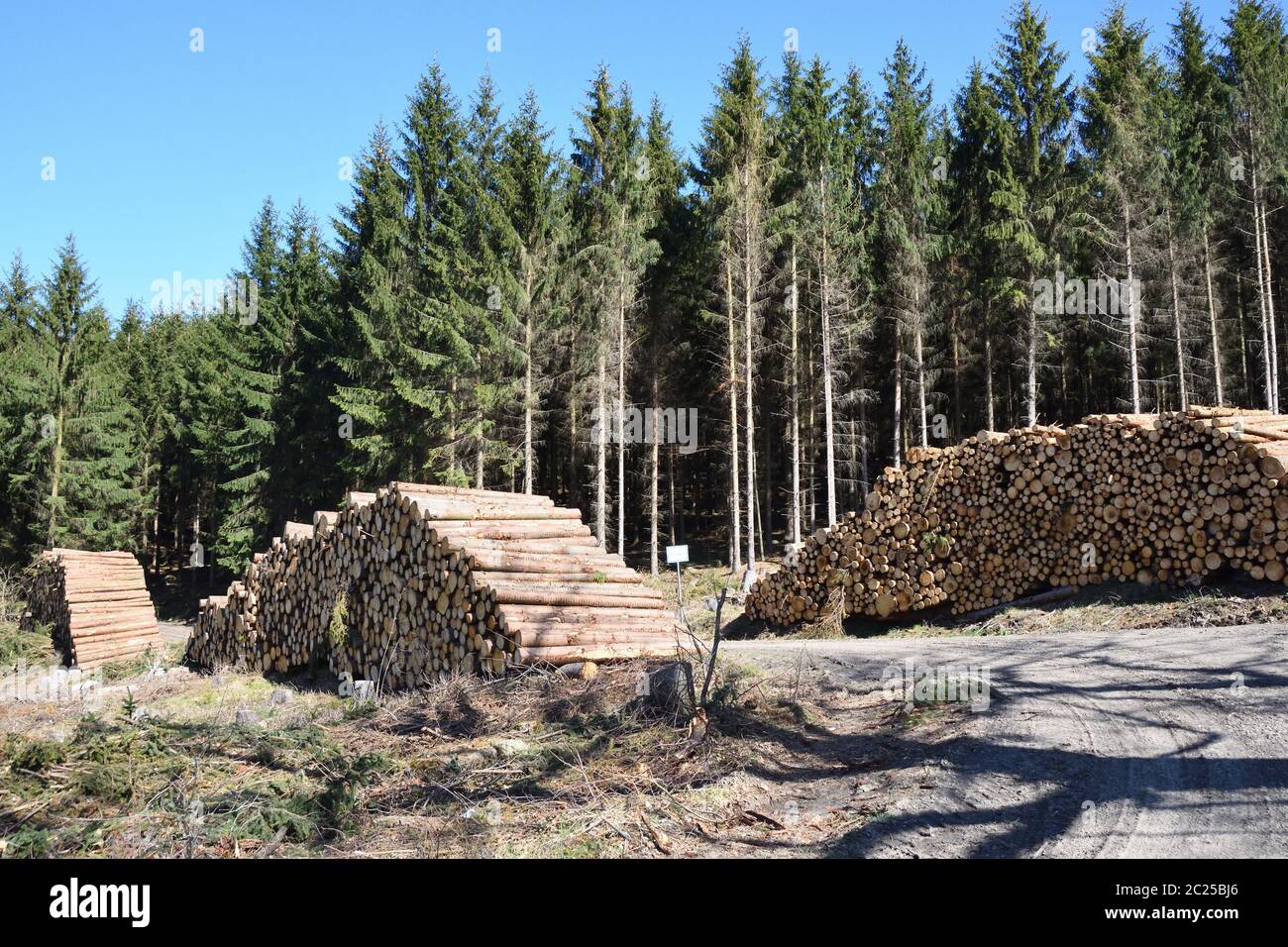 Fichtenstämme im Wald in sachsen Stockfoto