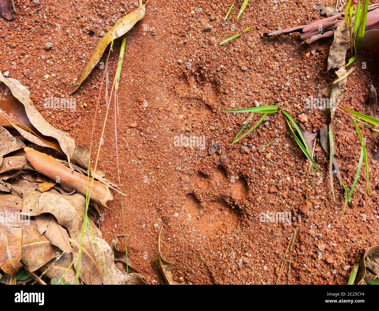 Wildkatze tritt auf Schlamm - semiotische Indizes Stockfoto