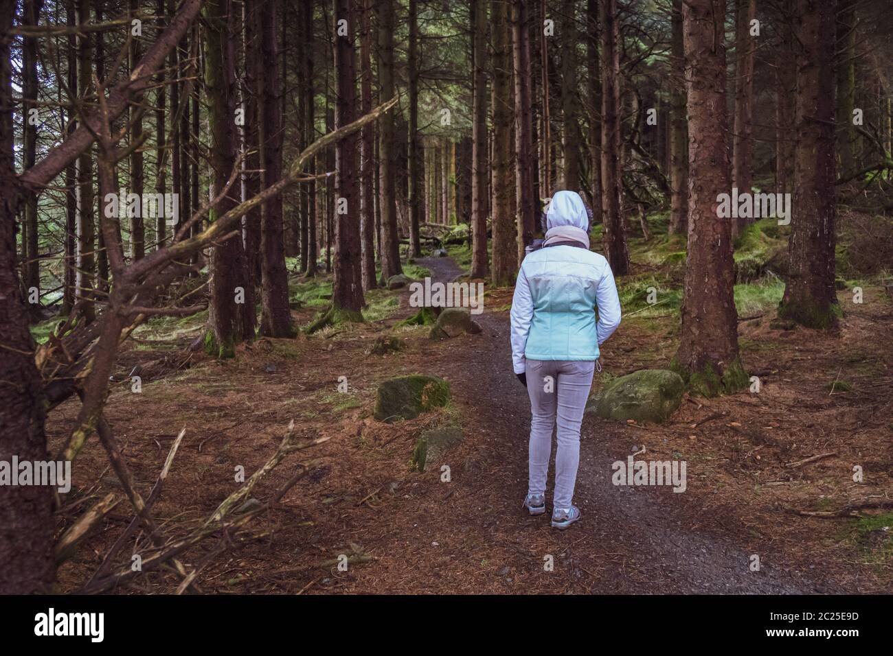 Rückansicht einer jungen Frau beim Wandern im irischen Wald. Wandermädchen ist in düsteren mystischen und dunklen Wald zu Fuß - Thriller-Szene. Weitwinkelobjektiv, wählen Sie Stockfoto