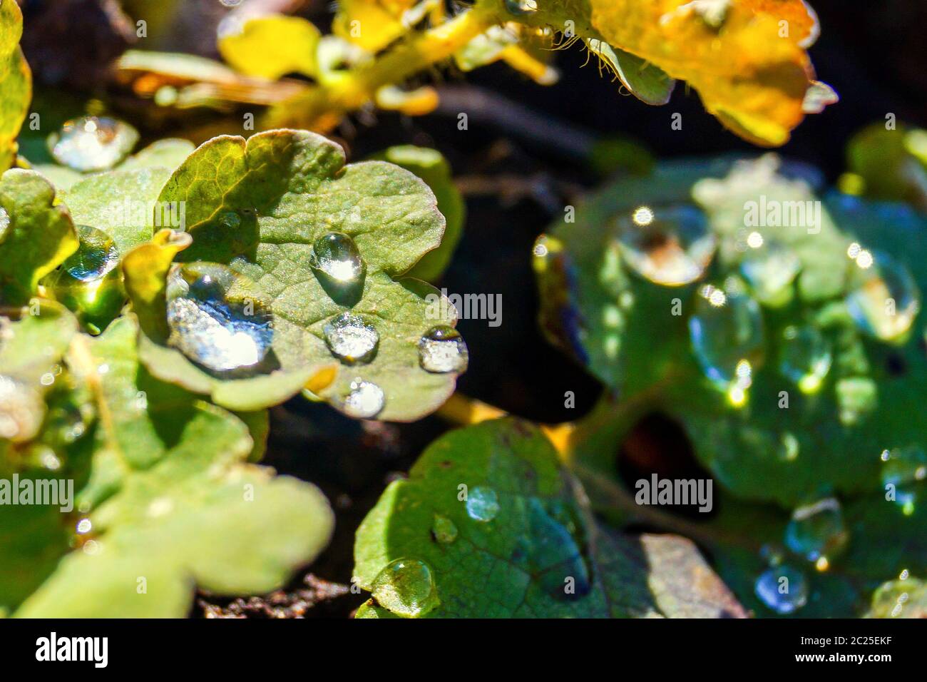 Sonnenlicht wird in Wassertropfen auf einem grünen Blatt reflektiert. Stockfoto