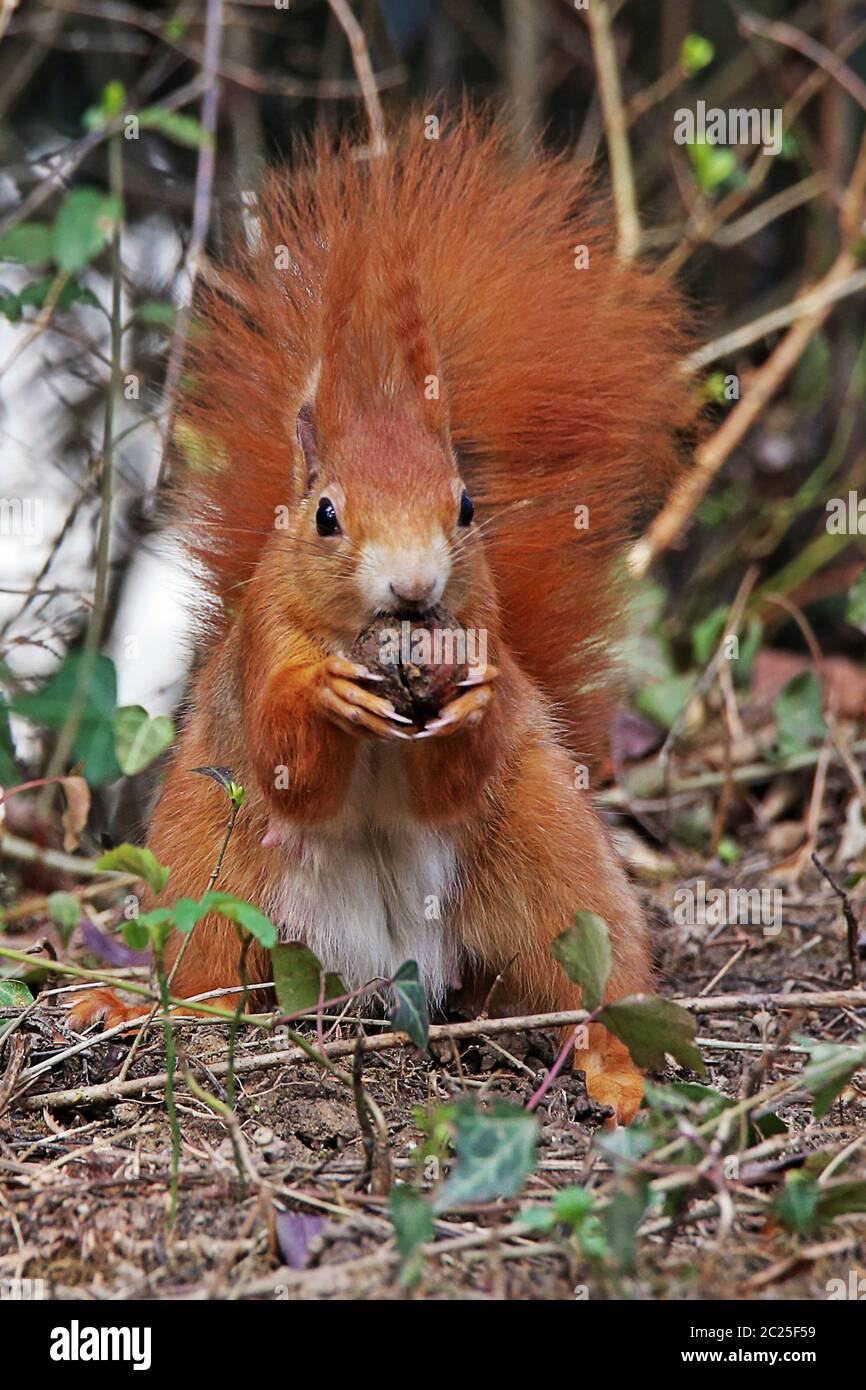 Das weibliche Eichhörnchen Sciurus vulgaris findet eine Walnuss Stockfoto