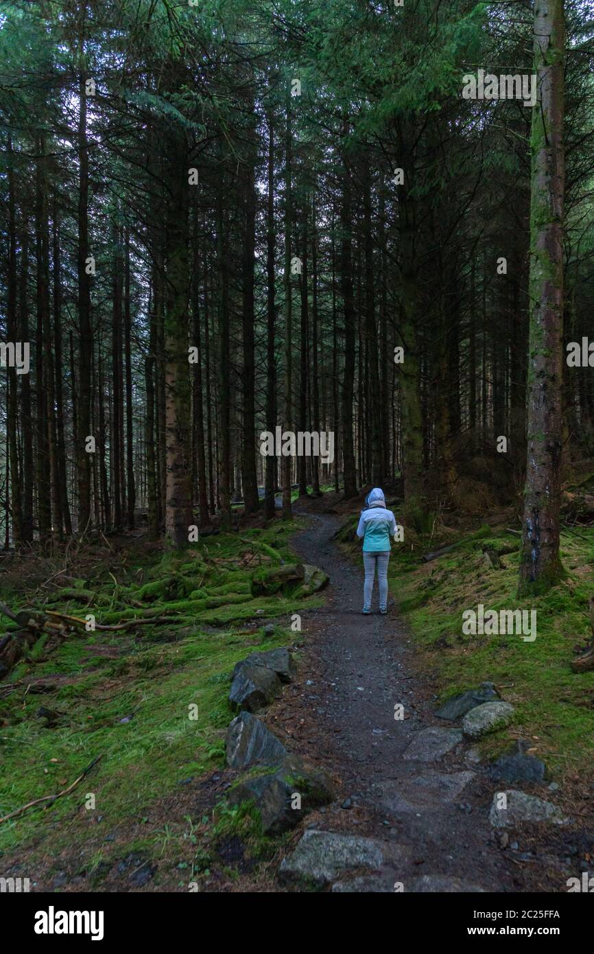 Rückansicht einer jungen Frau, die alleine im irischen Wald wandert. Wandermädchen ist in düsteren mystischen und dunklen Wald zu Fuß - Thriller-Szene. Weitwinkelobjektiv. Stockfoto
