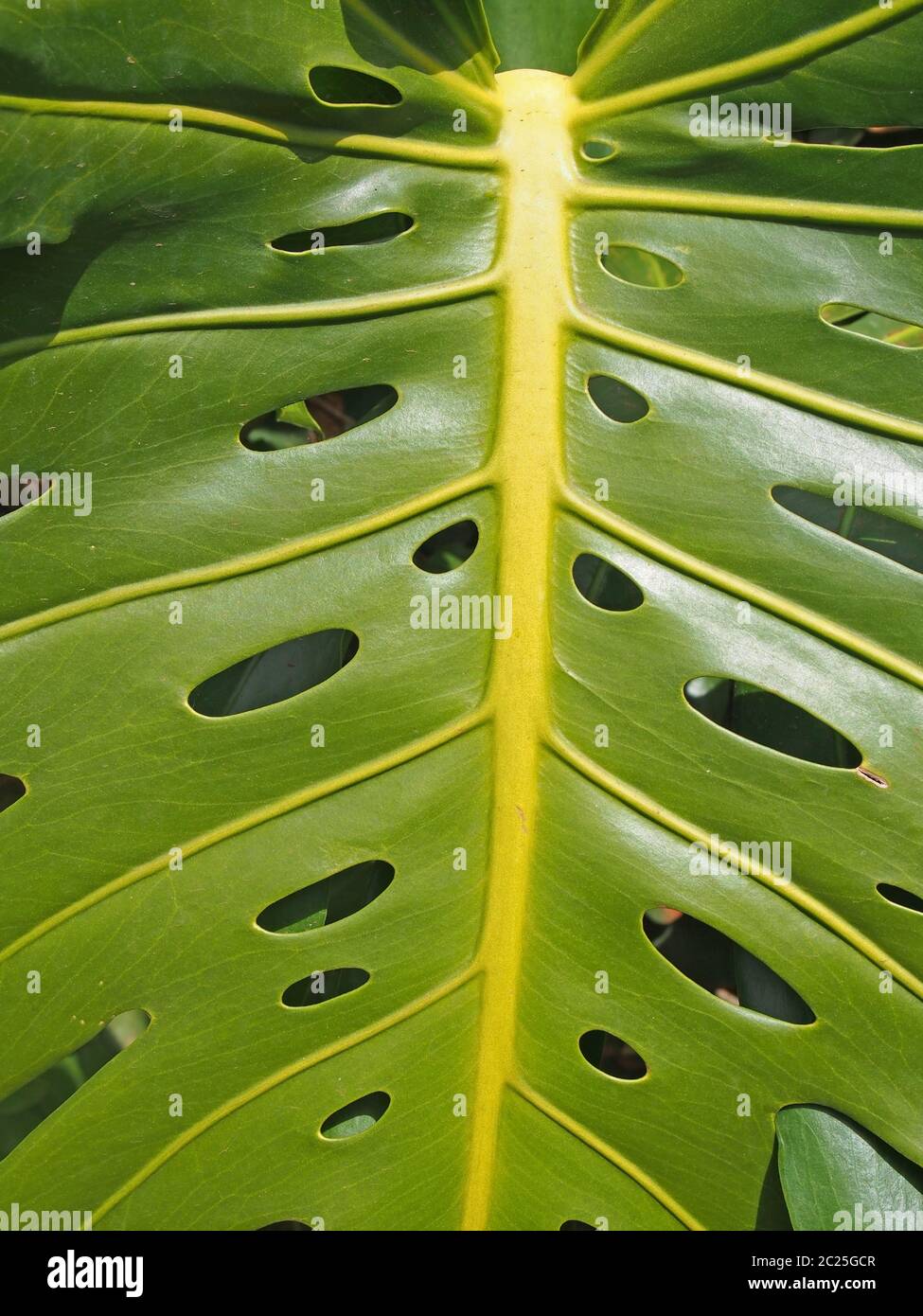 Nahaufnahme eines großen leuchtend grünen tropischen Philodendron-Blattes mit einem Lochmuster Stockfoto