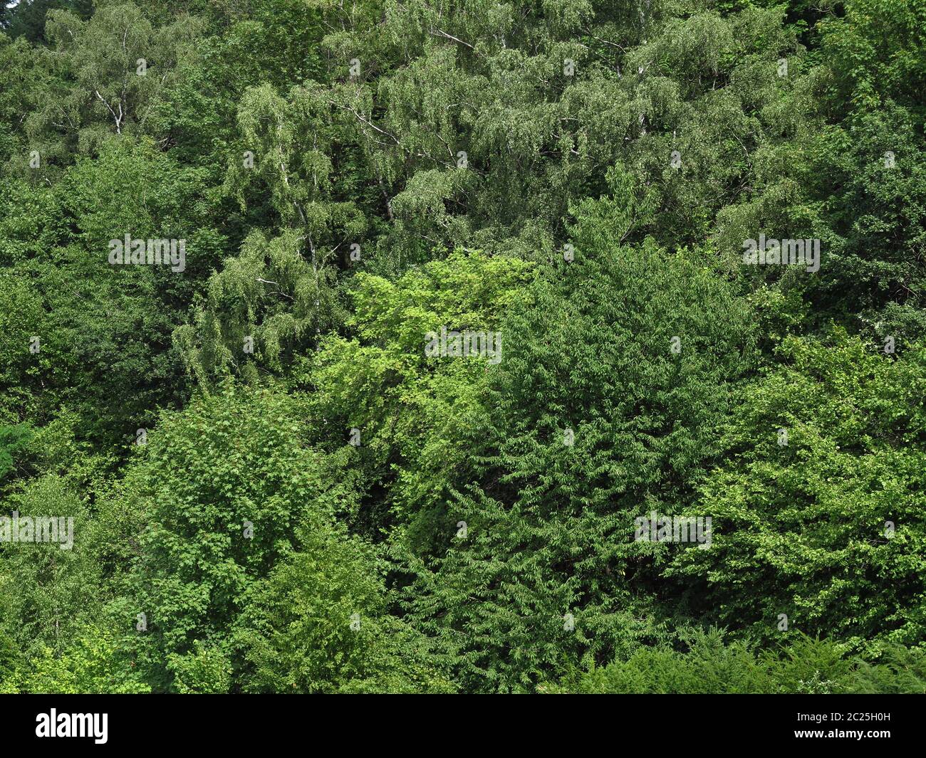 Gemischter Laubwald im Sommer, grüne Wand Stockfoto