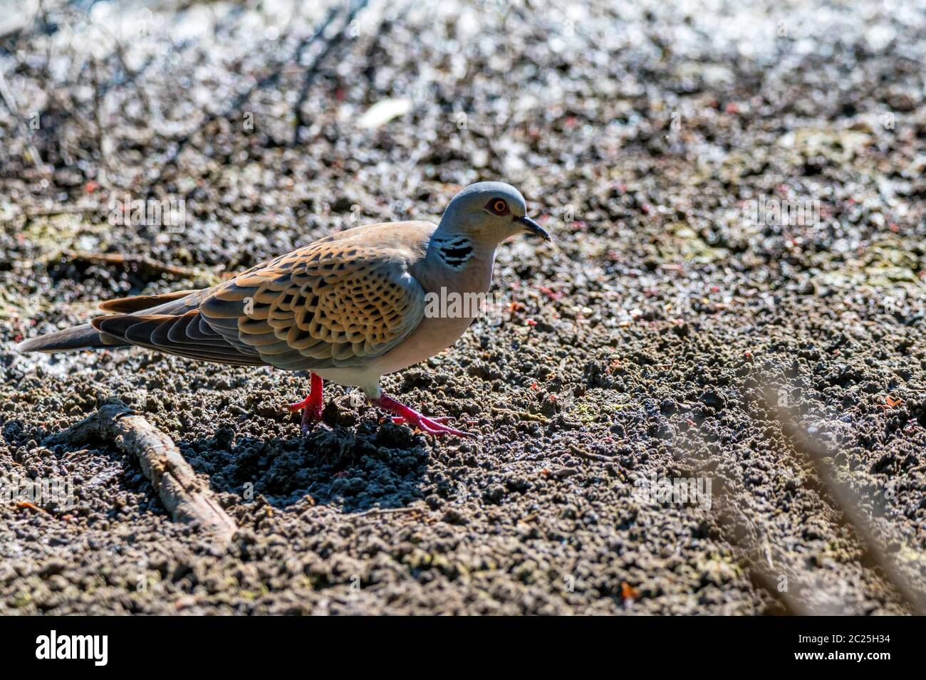 Nahaufnahme der Europäischen Turteltaube oder Streptopelia Turtur am Boden Stockfoto