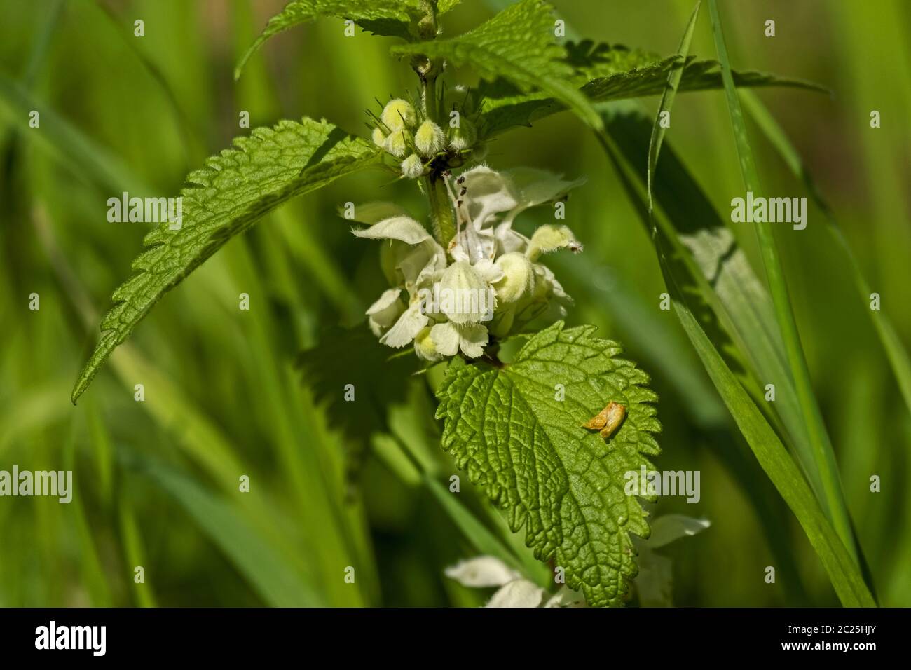 White Deadnettle (Lamium Album) Stockfoto