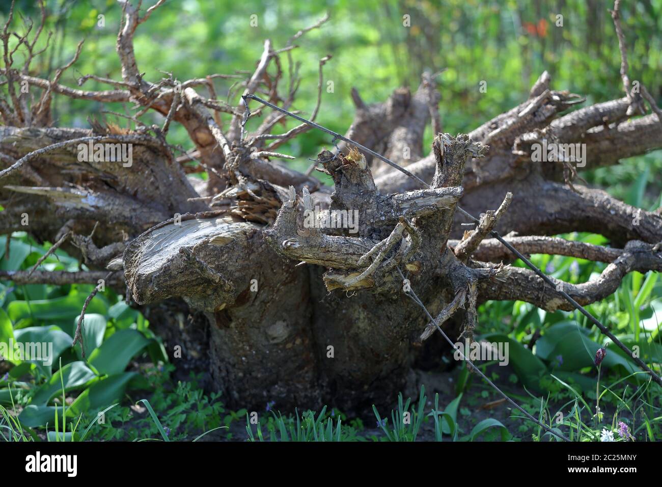 Große getrocknete Wurzeln von Bäumen als Dekoration des Hofes Stockfoto