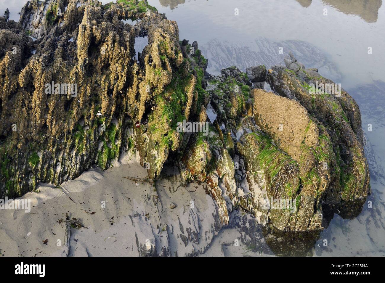 Steinstruktur vom Riff bei Pointe du Groin Stockfoto