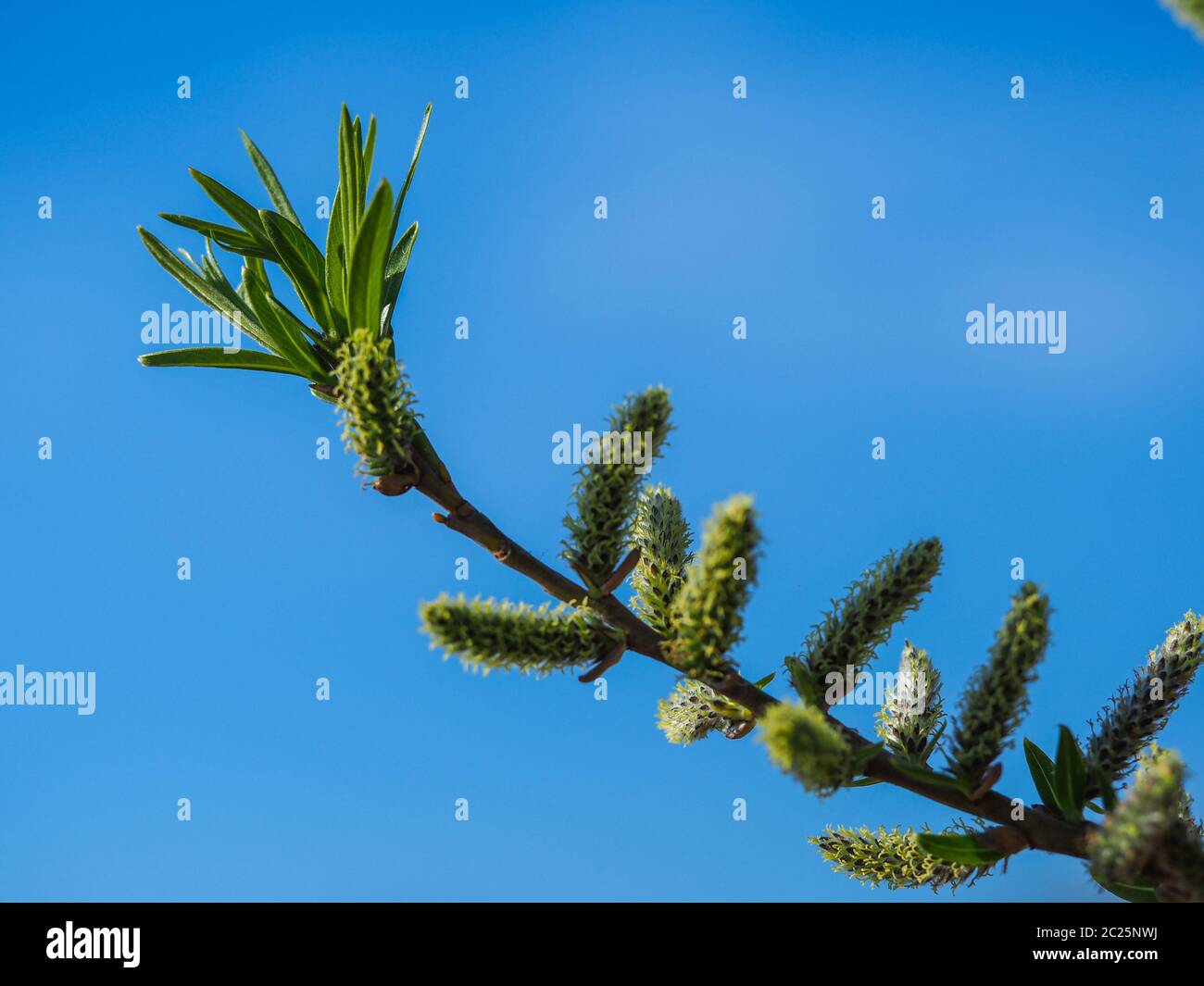 Frische Frühlingsblätter und Kätzchen auf dem Ast eines Weidenbaums mit einem klaren blauen Himmel Hintergrund Stockfoto