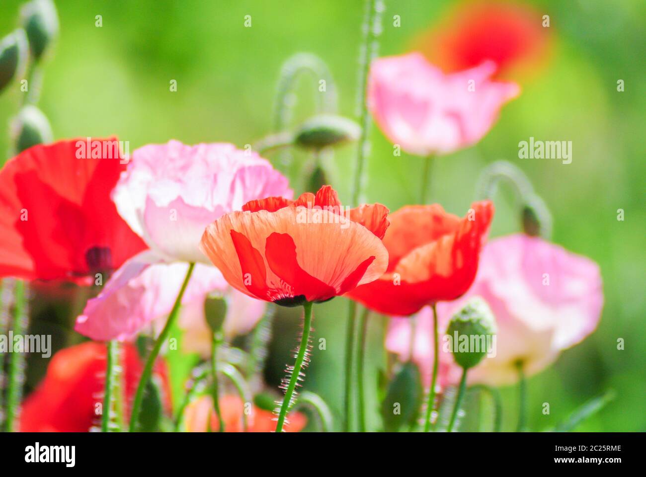 Rote und rosa Mohnblumen auf einem Feld, roter papaver Stockfoto