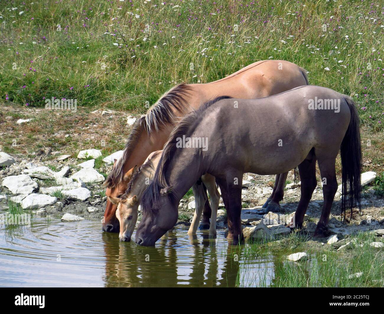 Konik, zwei Stuten und ein Fohlen, das an einem Wasserloch trinkt Stockfoto