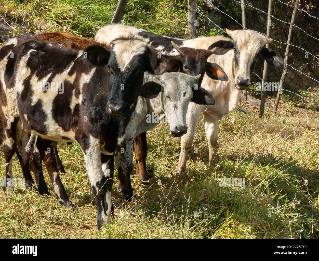 Junge Ochsen, die frei in der Filed leben - Vieh Vieh Stockfoto