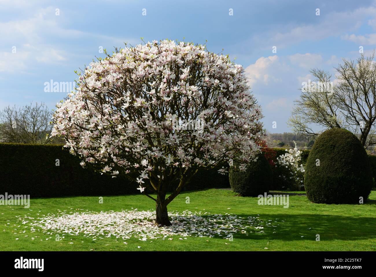 Magnolie im Frühjahr Stockfoto
