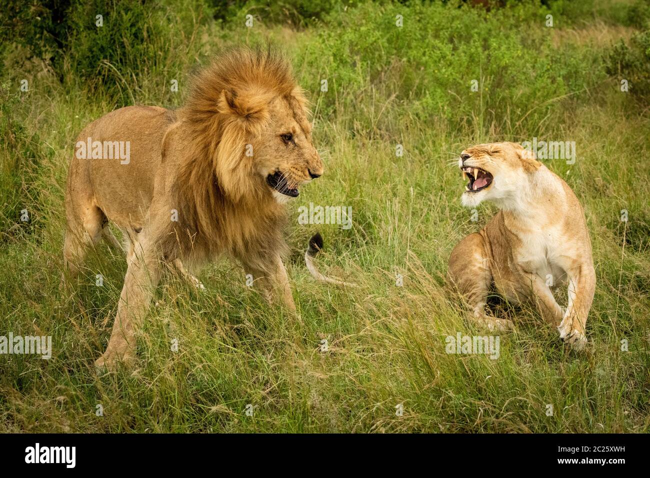 Löwin brüllt auf männliche Löwe nach der Paarung Stockfoto