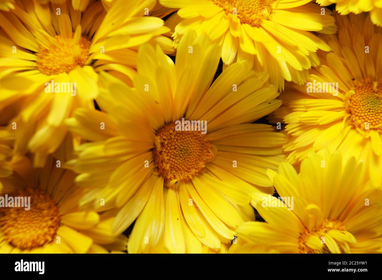 Heller und farbenfroher Hintergrund von Blume der gelben Farbe Stockfoto