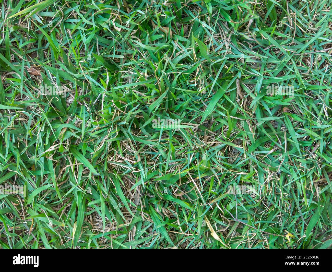 Grasgrün Muster Stockfoto