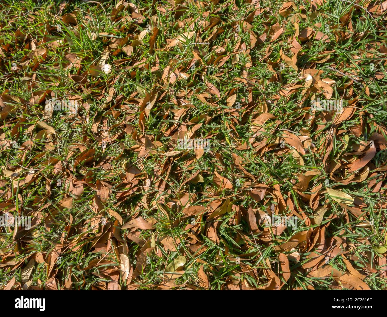 Grünes Gras Muster mit trockenen Blättern Stockfoto