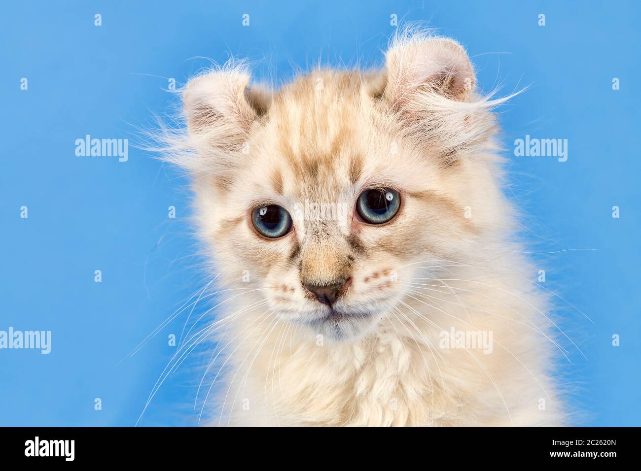 Rassekatze American Curl (Felis silvestris catus), Kurzhaar, blue tabby Point, 10 Wochen, Österreich Stockfoto