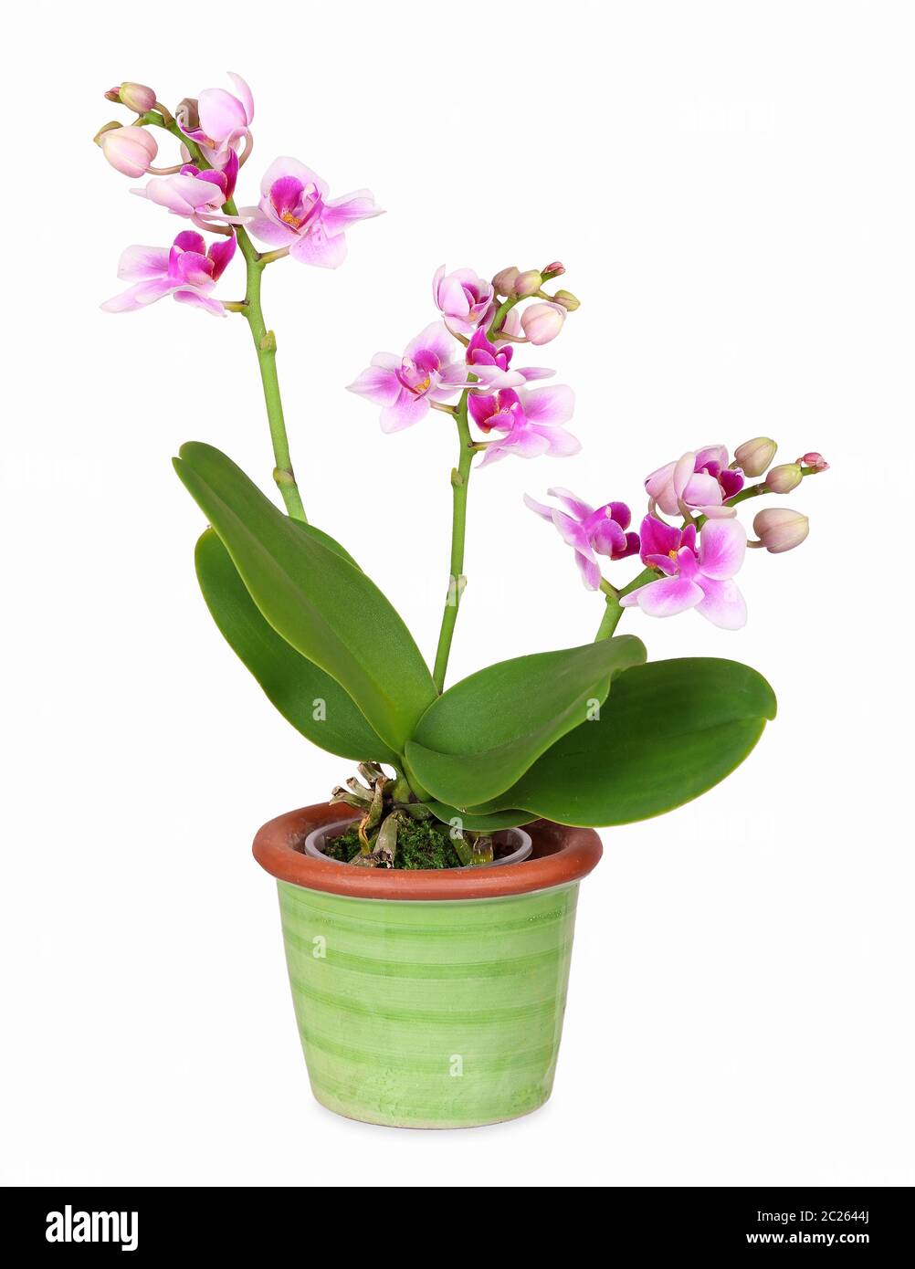 Mini Orchidee in grün Keramik Topf, isoliert Stockfoto
