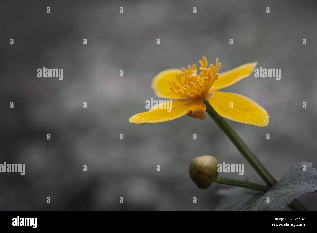 Gelb Frühling Blumen auf einem unscharfen Hintergrund schwarz und Warten Stockfoto