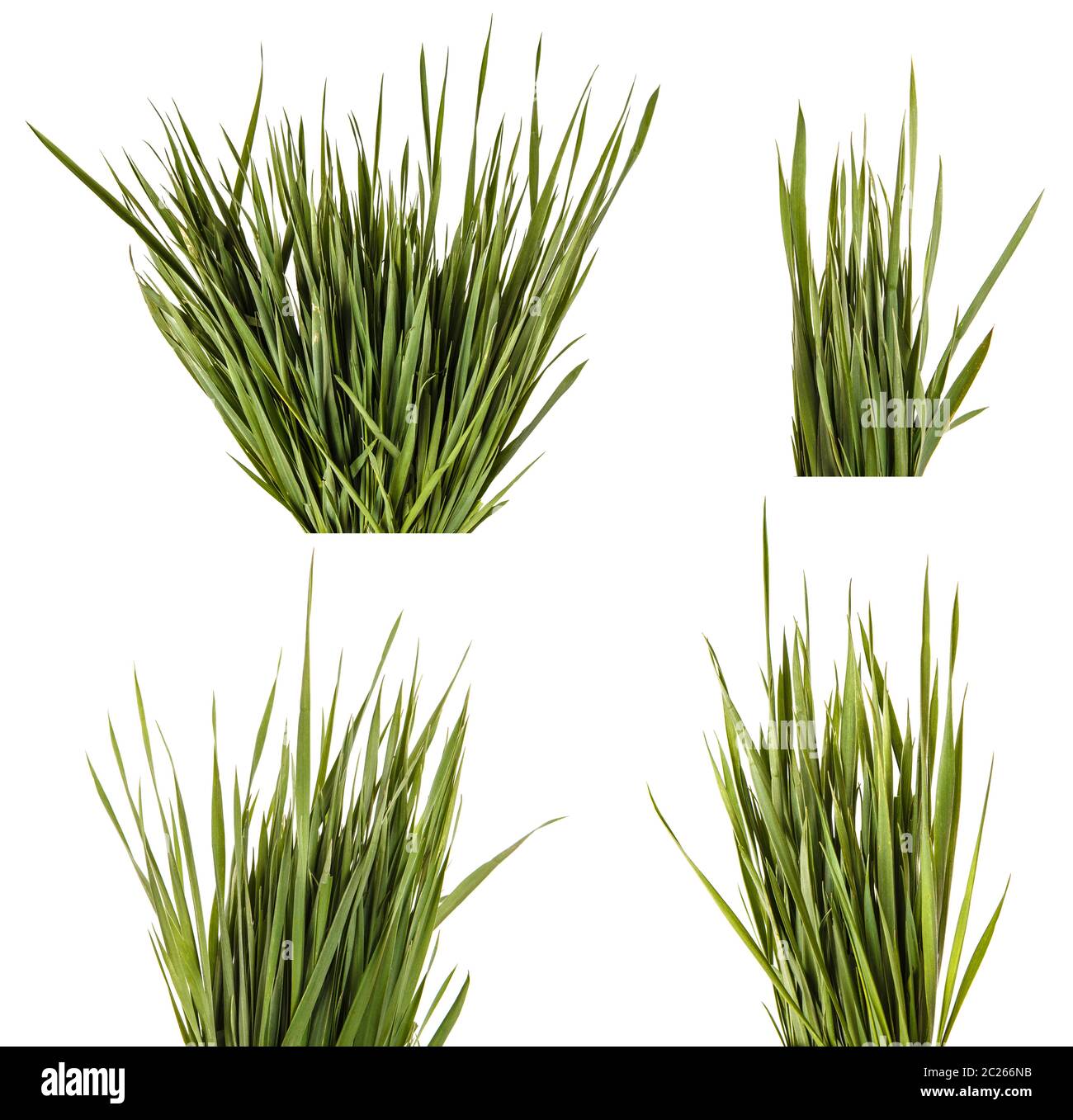 Ein Haufen grüne Wiese Gras. Auf weiß isoliert. Einstellen Stockfoto