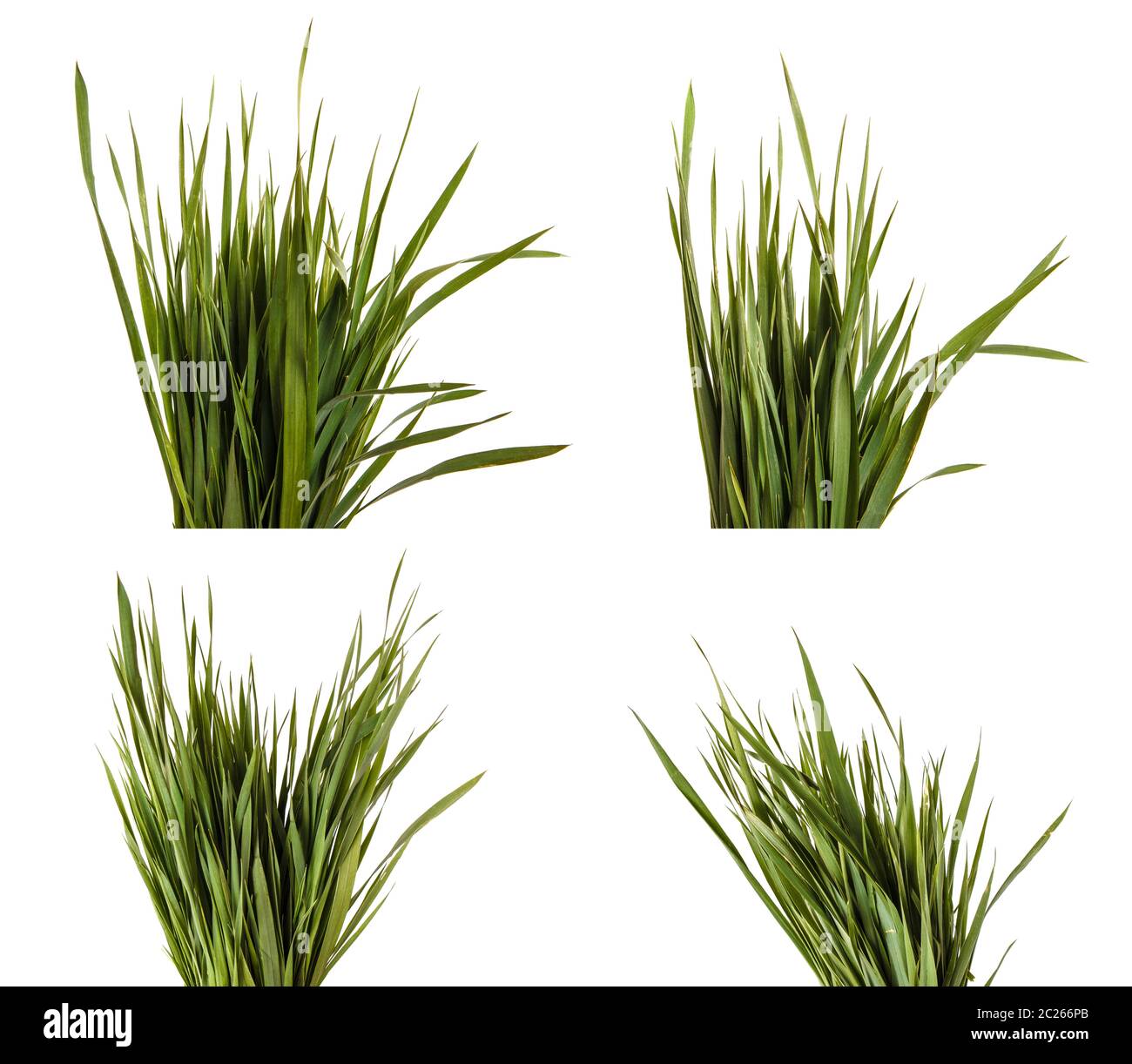 Ein Haufen grüne Wiese Gras. Auf weiß isoliert. Einstellen Stockfoto