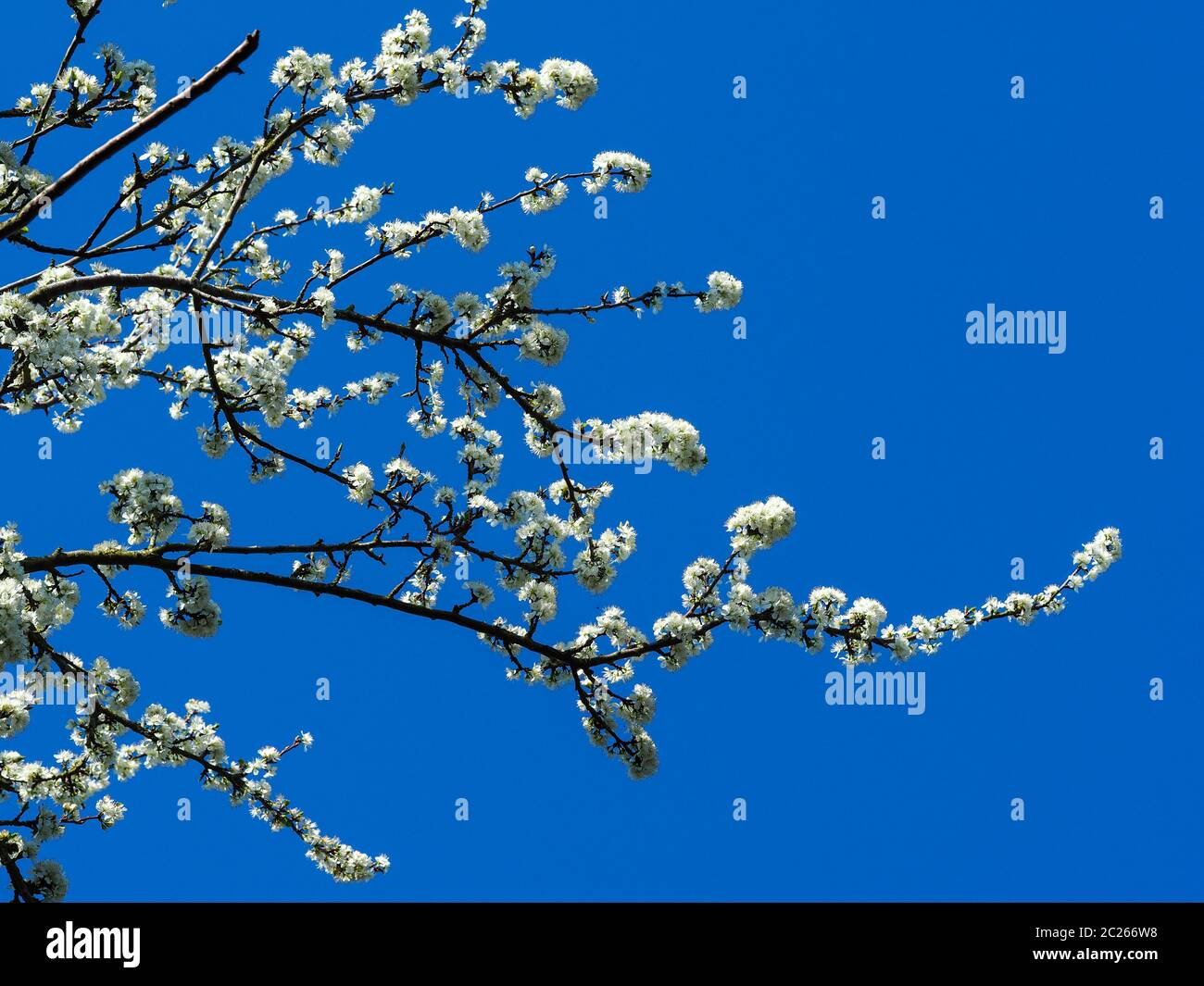 Hübsche weiße Schlehdornblumen auf Ästen vor einem klaren blauen Himmel Hintergrund Stockfoto