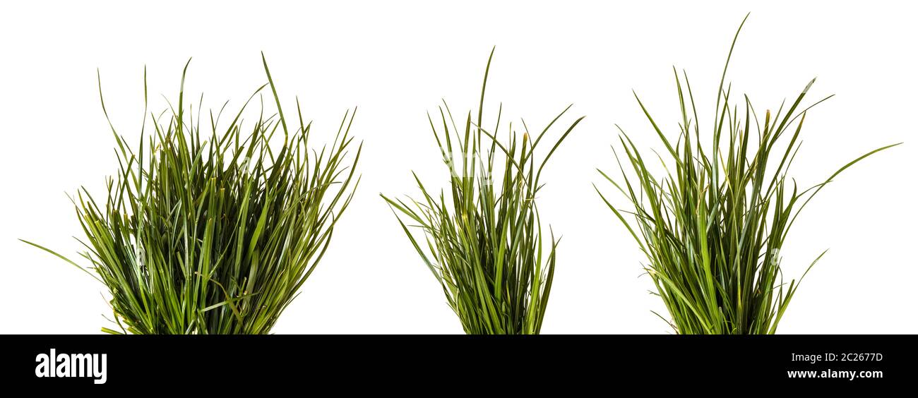 Ein Haufen grüne Wiese Gras. Auf weiß isoliert. Einstellen Stockfoto