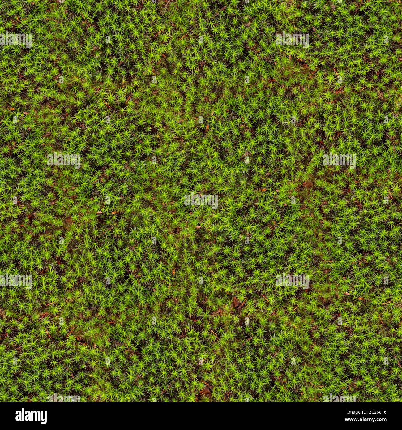Hintergrund der Polytrichum commune auch bekannt als große goldene maidenhair Stockfoto