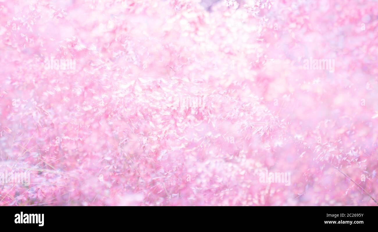 Rosa Blume (Melinis repens) Textur Hintergrund zum Valentinstag Stockfoto