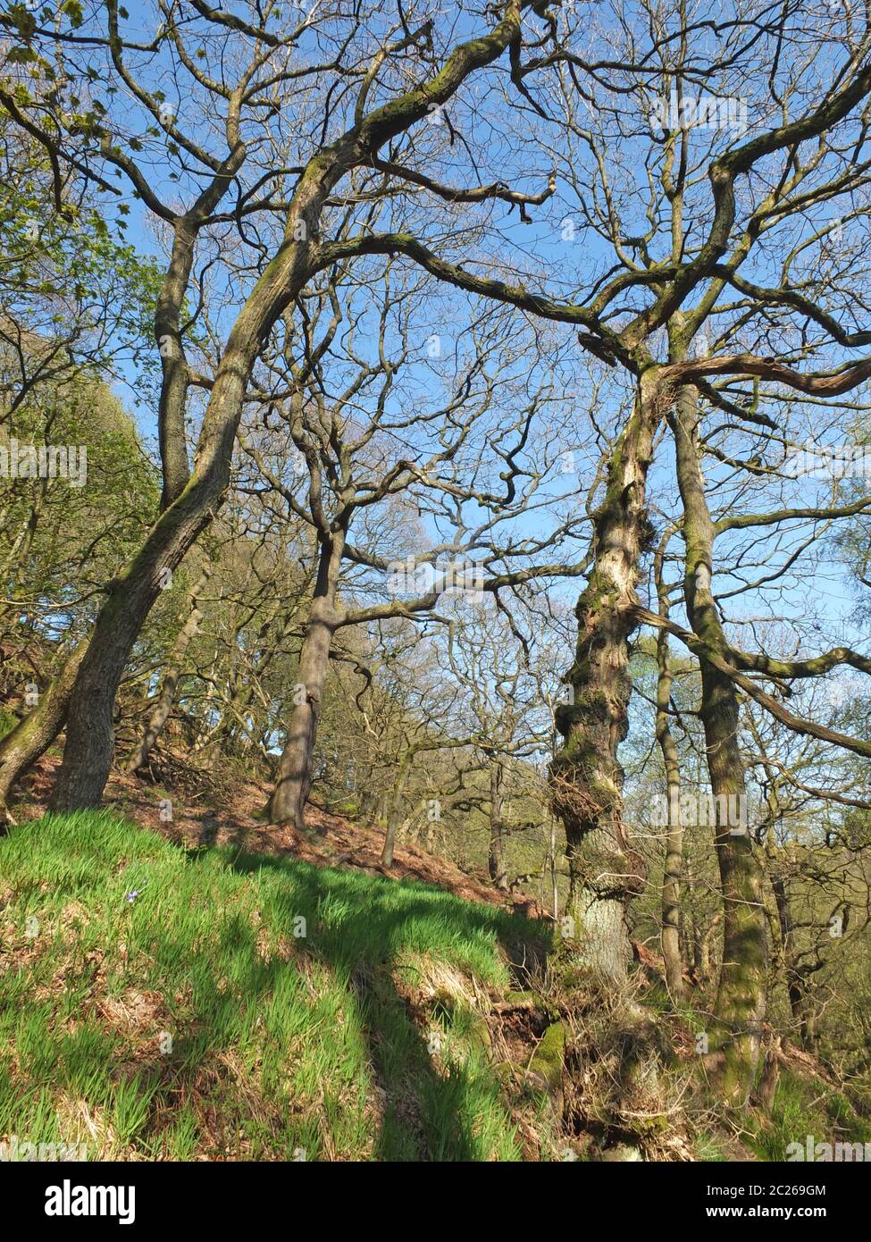 Hohe, verdrehte Bäume im colden Valley in West yorkshire in hellem Frühlingssonlight Stockfoto