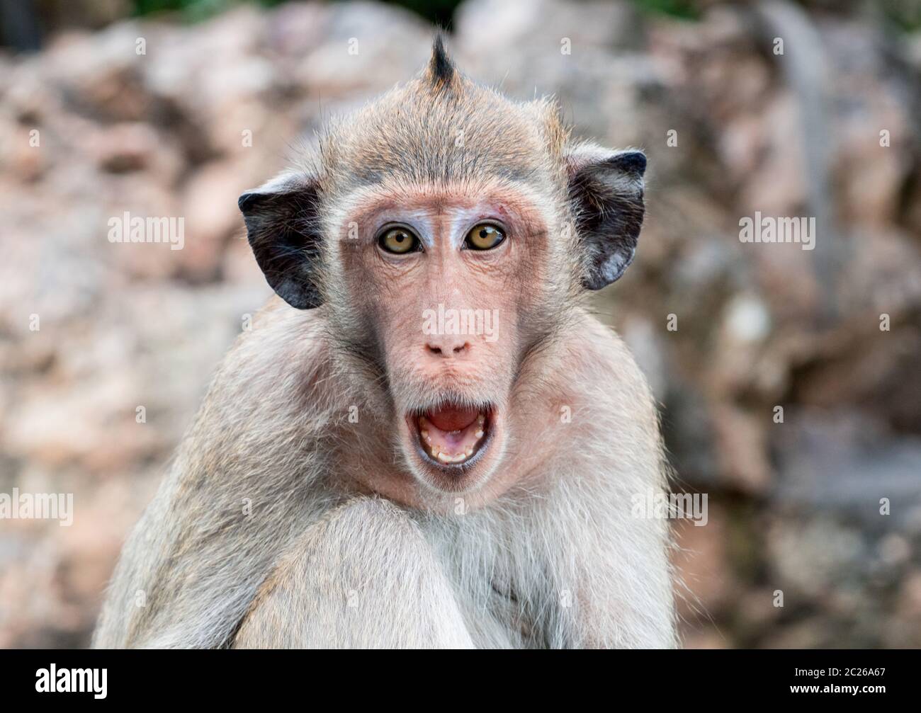 Affe mit schwarzen Ohren geöffnetem Mund zu bedrohen, Stockfoto