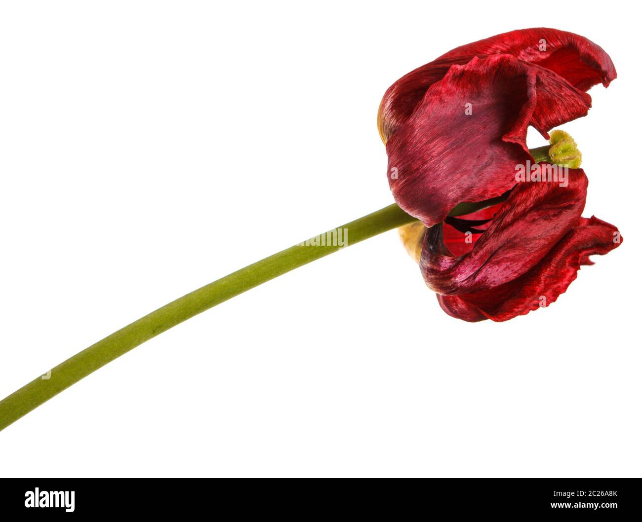 Verblasste Knospen von roten Tulpen. Auf weiß Isoliert Stockfoto