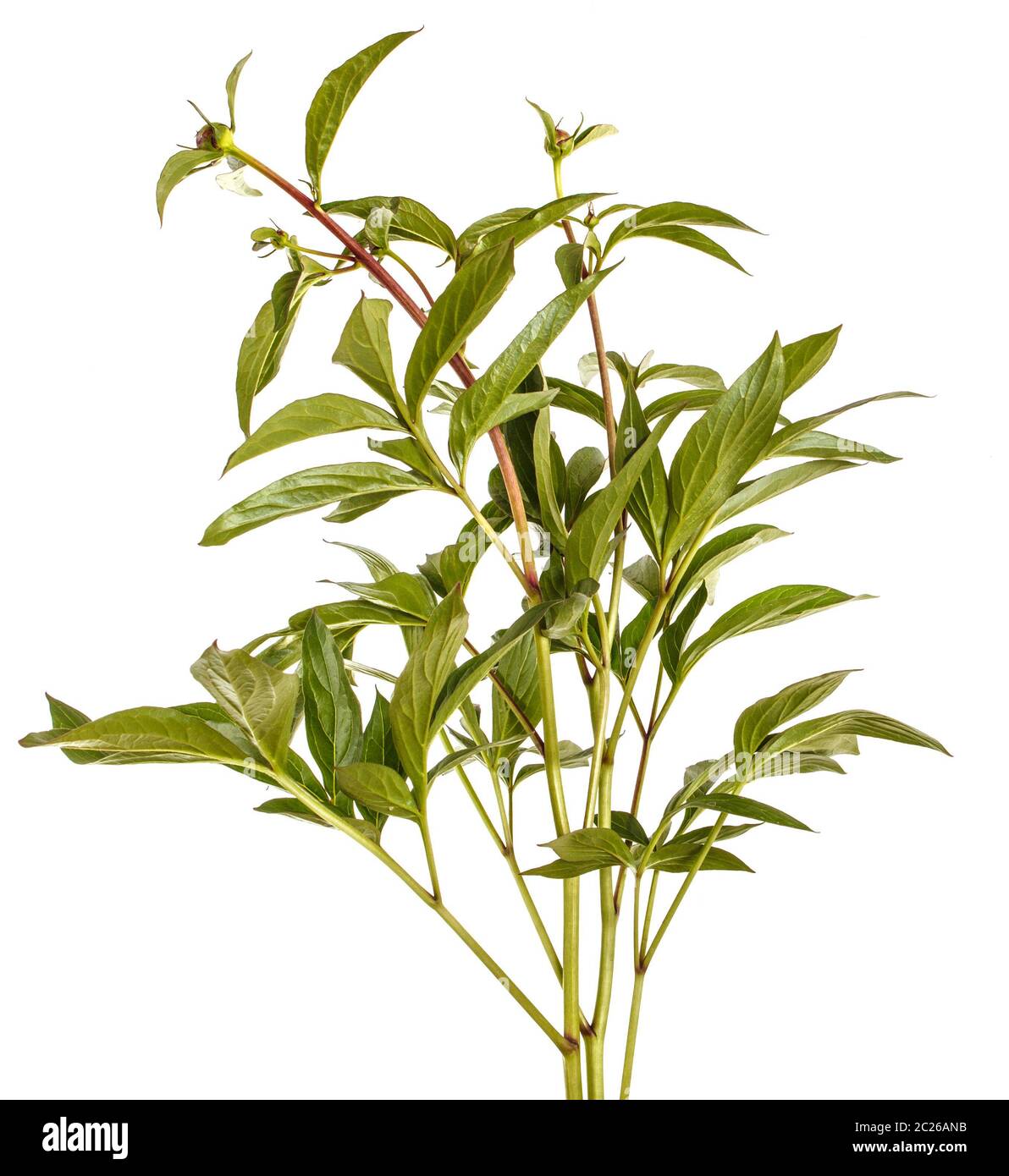 Grüne Triebe von Pfingstrose Blüten. Auf weiß Isoliert Stockfoto