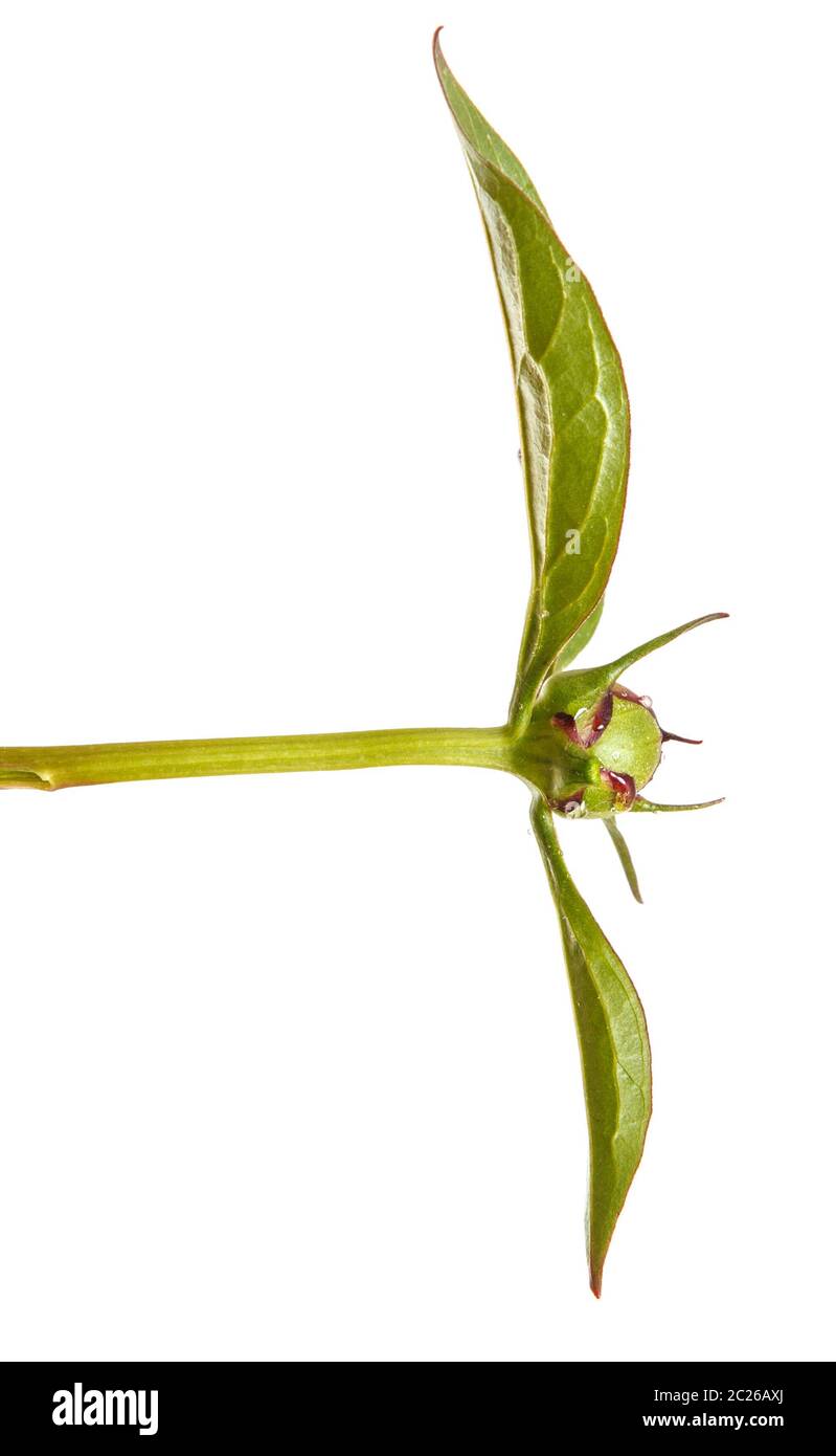 Grüne Triebe von Pfingstrose Blüten. Auf weiß Isoliert Stockfoto