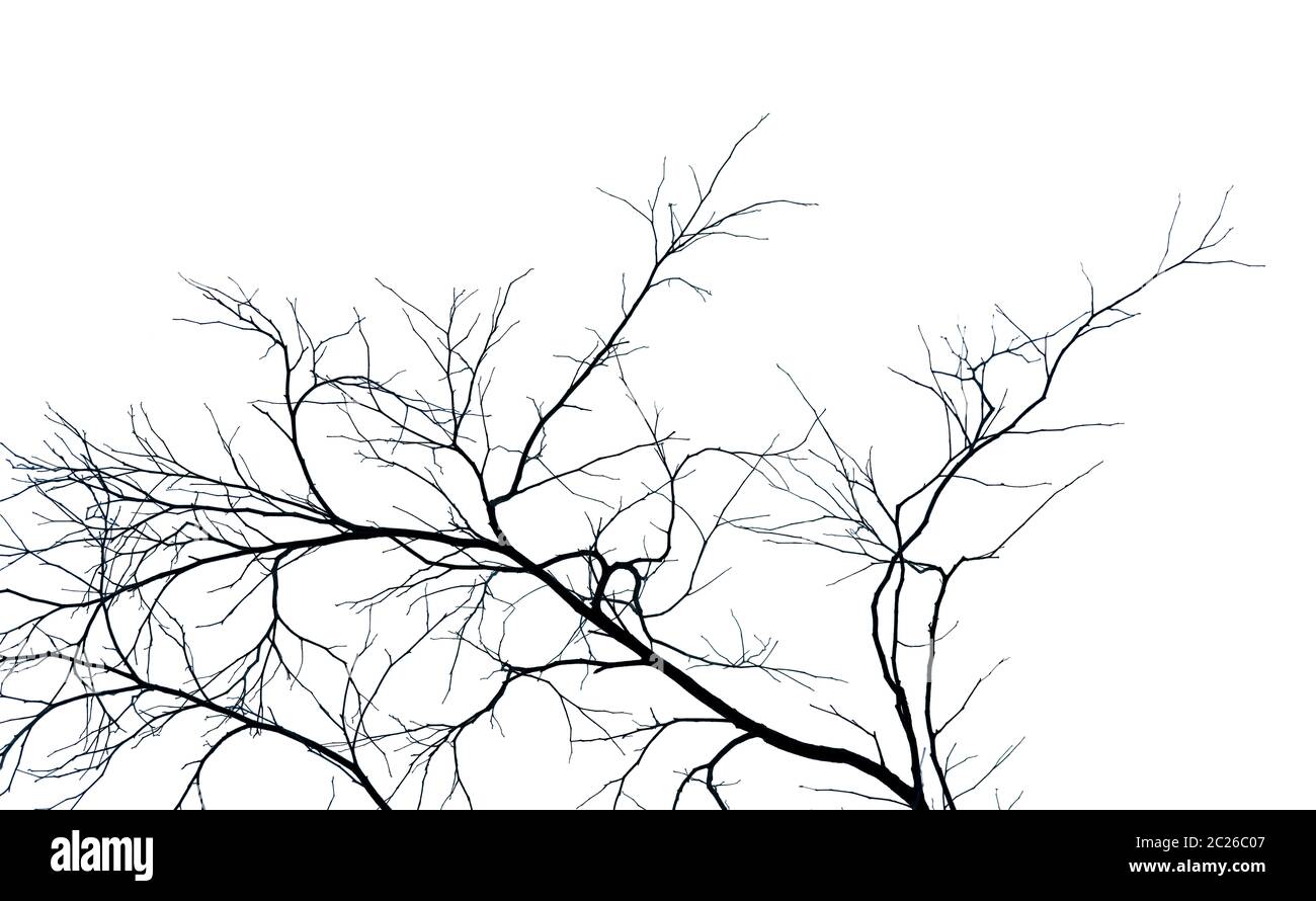 Toter Baum und Ast auf weißem Hintergrund. Schwarze Zweige eines Baumes Kulisse. Natur Textur Hintergrund. Ast für Grafikdesign und Deco Stockfoto