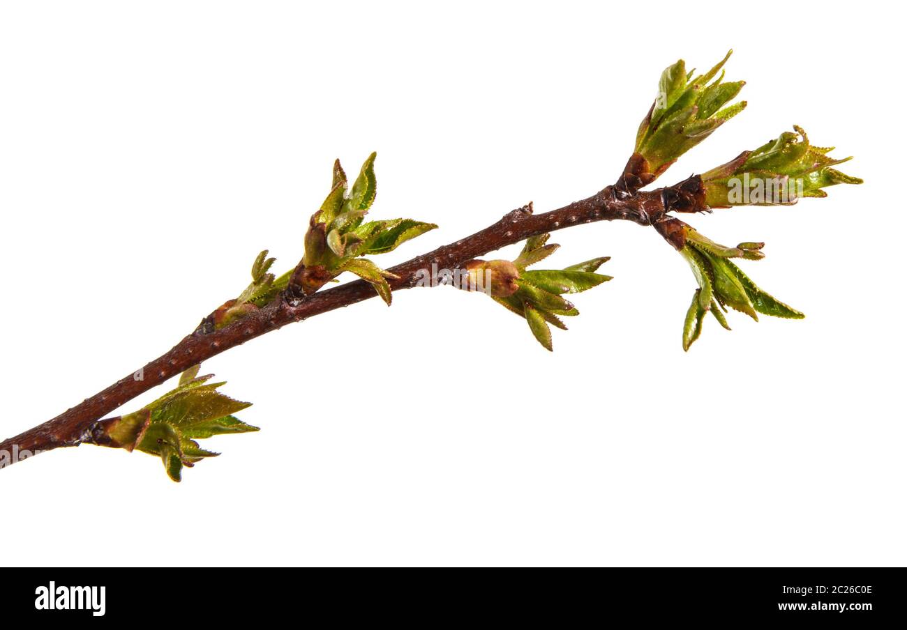 Geschwollene grüne Knospen an einem Zweig von Herry Baum Stockfoto