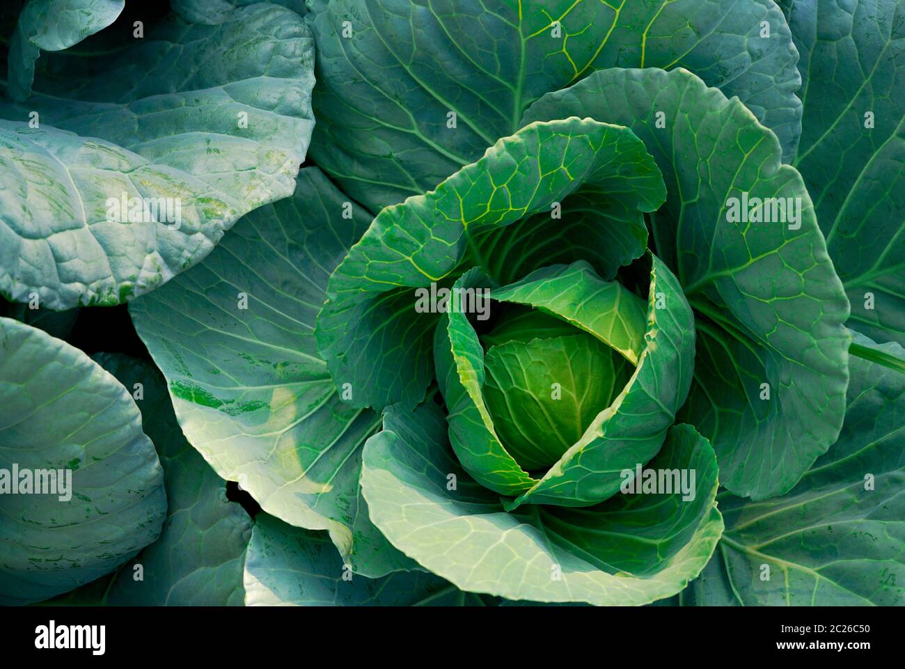 Kohl (Brassica oleracea) im Gemüsegarten. Grünes Gemüse. Reich an Vitamin C und Vitamin k. Frische Kopfkohl. Organische Kohl Stockfoto