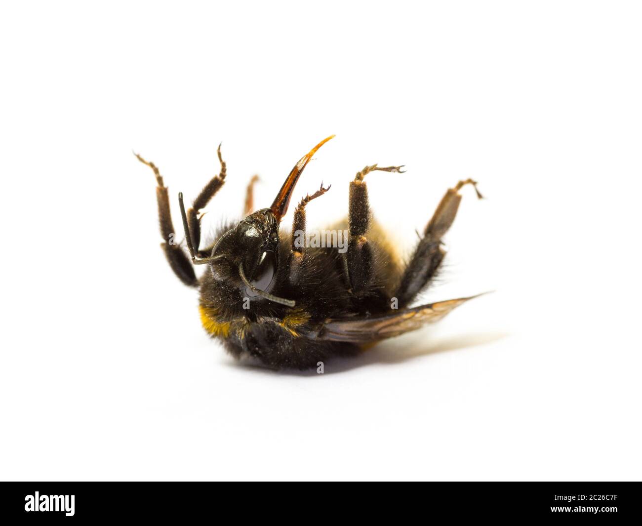 Tote Hummel lag auf dem Rücken auf weißem Hintergrund. Insekt Tod und environmentel Schutzkonzept. Stockfoto