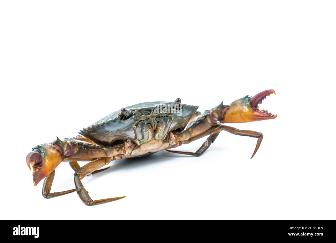 Scylla serrata. Schlammkrabbe isoliert auf weißem Hintergrund mit Kopierraum. Rohstoffe für Meeresfrüchte-Restaurants Konzept. Stockfoto
